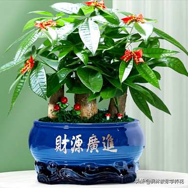 店门口种什么植物招财，阳台种什么植物招财？
