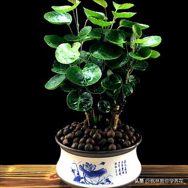 店门口种什么植物招财，阳台种什么植物招财？