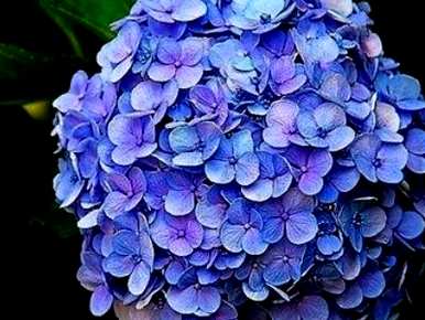 绣球花怎么浇水最好？绣球花怎么浇水？