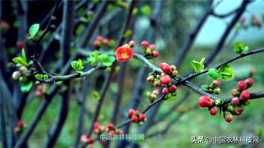 铁海棠怎么养才能更旺盛，虎刺梅铁海棠适合在店里养吗？
