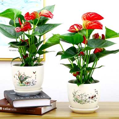 红掌花怎么养才好，室内养红掌花好吗？