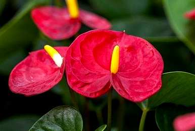 红掌花怎么养才好，室内养红掌花好吗？