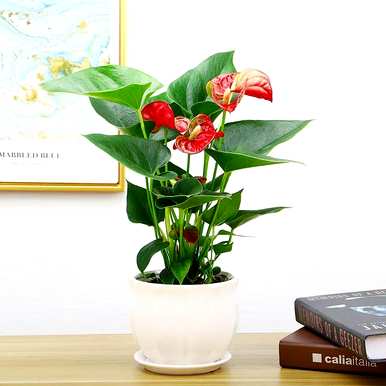 红掌花怎么养才好，室内养红掌花好吗？