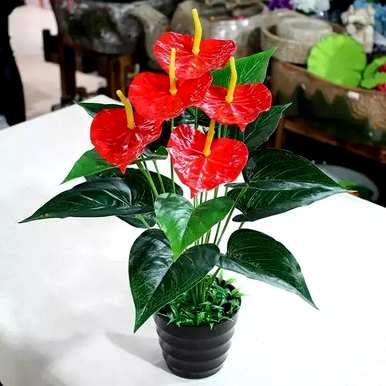 红掌花怎么养才好，室内养红掌花好吗？