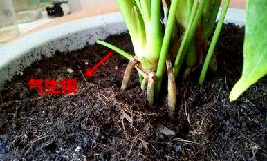 红掌花怎么养才好，室内养红掌花好吗？