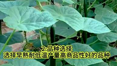 黄瓜怎么整枝打叉才能高产？连续阴雨天黄瓜怎么整枝打叉？