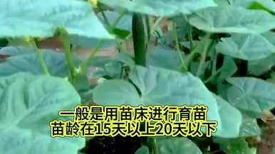 黄瓜怎么整枝打叉才能高产？连续阴雨天黄瓜怎么整枝打叉？