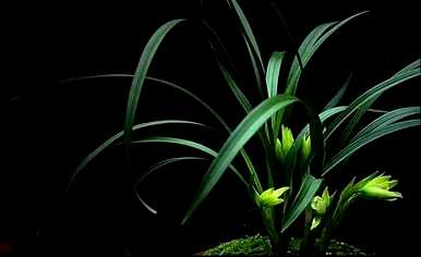 什么季节开兰花，什么季节开兰花？