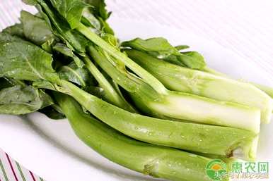 芥菜种子怎么种，芥菜出苗后怎么种？