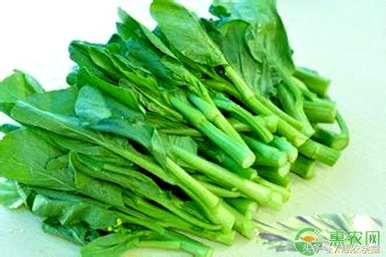 芥菜种子怎么种，芥菜出苗后怎么种？
