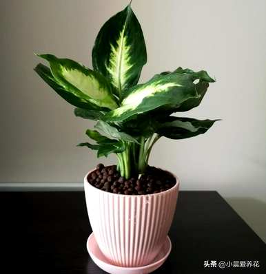 如何维护万年青开花？如何维护万年青开花？