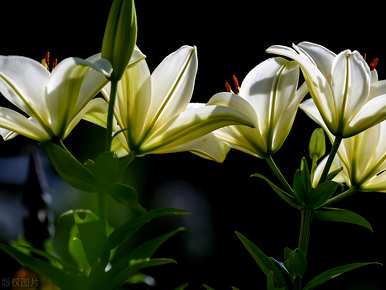 百合花怎么种才能开花，亚洲百合花什么时候开花？