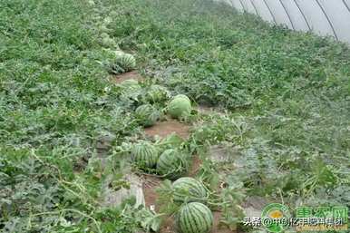 什么时候播种西瓜最好，什么时候播种盆栽西瓜