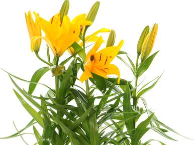 百合花怎么种才能开花，亚洲百合花什么时候开花？