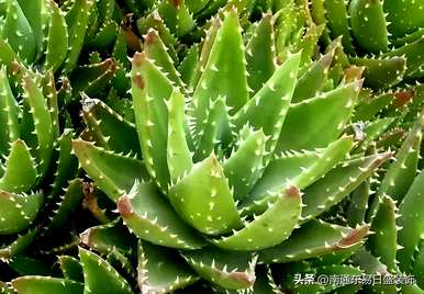 茉莉可以放在卧室里养吗？茉莉可以放在卧室里养吗？