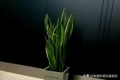 茉莉可以放在卧室里养吗？茉莉可以放在卧室里养吗？
