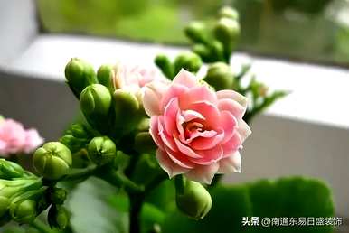 茉莉可以放在卧室里养吗？茉莉可以放在卧室里养吗？