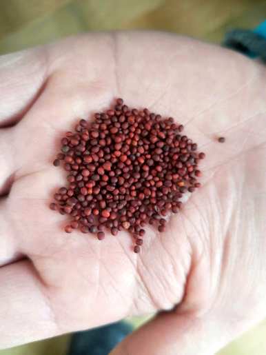 小白菜什么时候种得最好，种什么肥料最好？