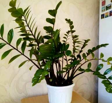 袖珍椰子喜阴还是喜阳？袖珍椰子能全阴养吗？