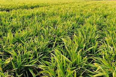 生姜适合种植什么土壤？种植生姜土壤应在年前处理