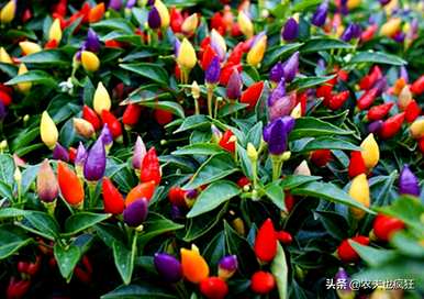 如何种植五颜六色的辣椒籽，如何种植五颜六色的辣椒？