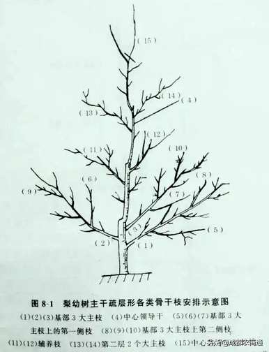 梨树如何修剪枝条？
