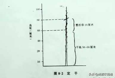 梨树如何修剪枝条？