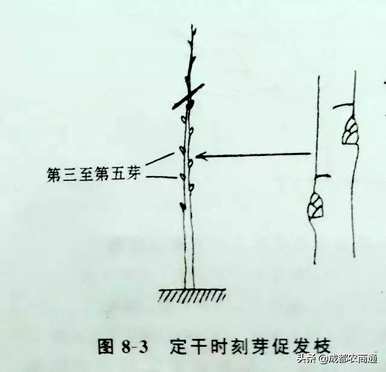 梨树如何修剪枝条？