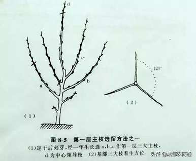 梨树如何修剪枝条？