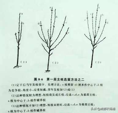 梨树如何修剪枝条？