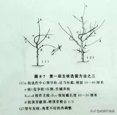 梨树如何修剪枝条？