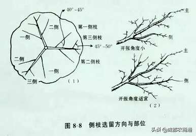 梨树如何修剪枝条？