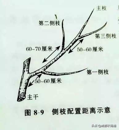 梨树如何修剪枝条？