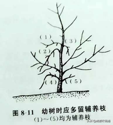 梨树如何修剪枝条？