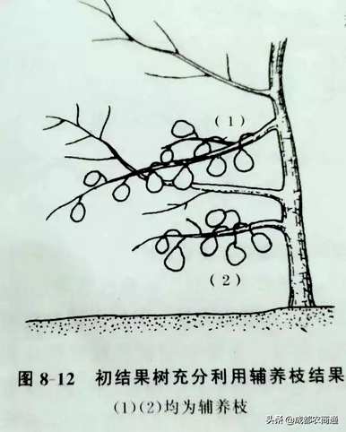 梨树如何修剪枝条？