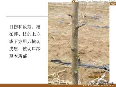 梨树如何修剪枝条？