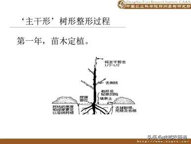 梨树如何修剪枝条？
