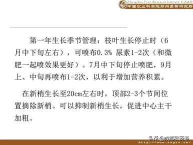 梨树如何修剪枝条？