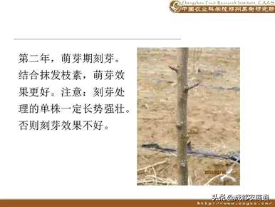 梨树如何修剪枝条？