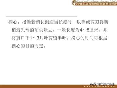 梨树如何修剪枝条？