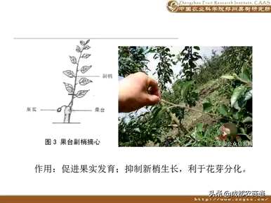 梨树如何修剪枝条？