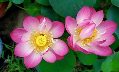 种植无土水¤幉鏂规硶