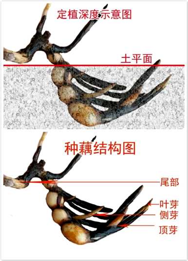 种植无土水¤幉鏂规硶