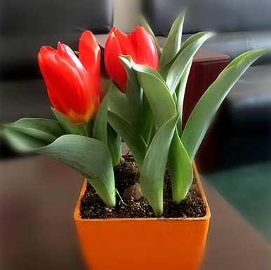 淘米水能浇花吗？淘米水能浇花吗？