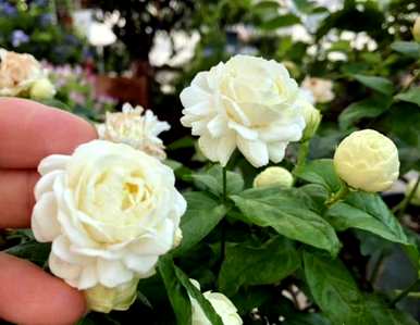 如何扦插茉莉花成活率高，如何扦插茉莉花最好？