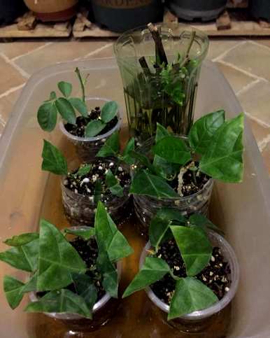 如何扦插茉莉花成活率高，如何扦插茉莉花最好？