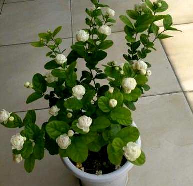如何扦插茉莉花成活率高，如何扦插茉莉花最好？