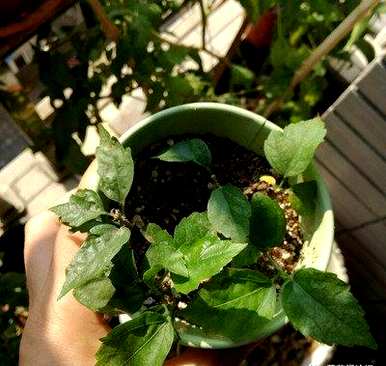 如何扦插茉莉花成活率高，如何扦插茉莉花最好？