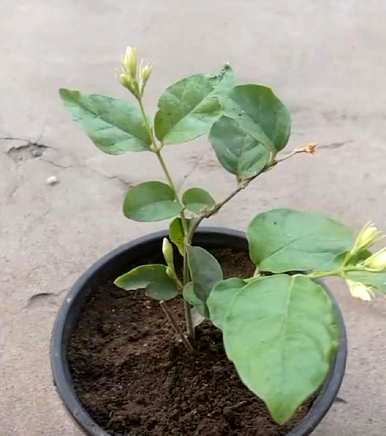 如何扦插茉莉花成活率高，如何扦插茉莉花最好？
