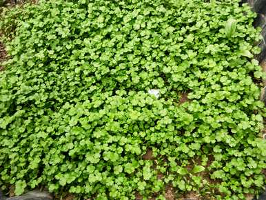 如何种植和发芽香菜？